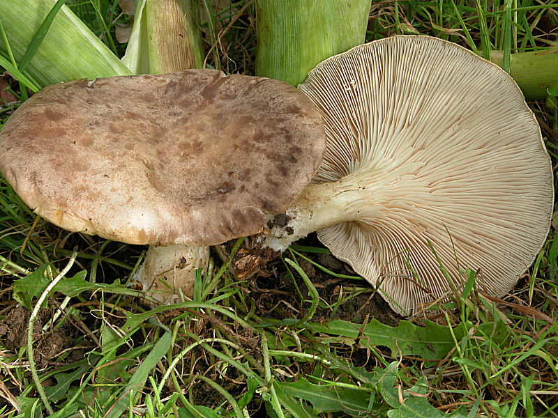 Pleurotus eryngii var.ferulae